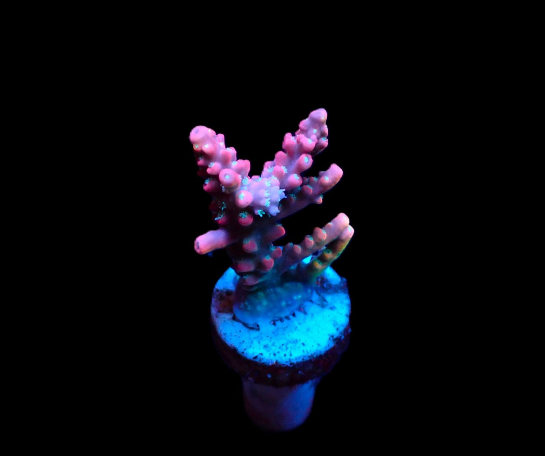Acropora dendrum frag